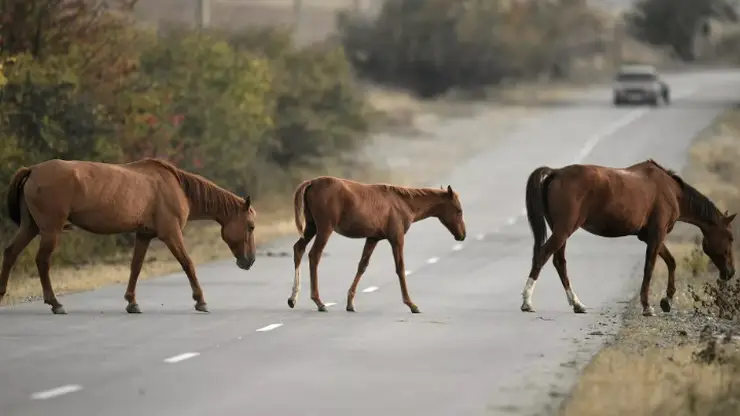 В Кемеровской области лошади чуть не затоптали автомобиль