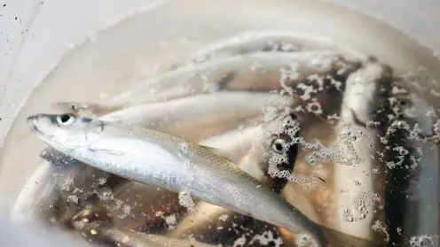 Житель Красноярского края съедает 22 килограмма рыбы в год