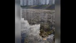 В Красноярске вновь зацвела вода в Абаканской протоке