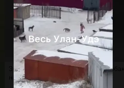 В Улан-Удэ стая собак около роддома напал на женщину