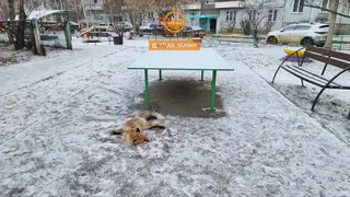 В Красноярске в мкрн. Солнечный стая бродячих собак растерзала лису