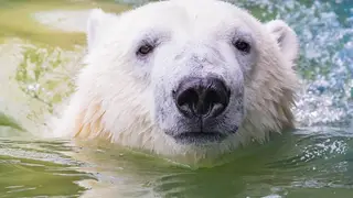 Красноярскому белому медведю Ермаку исполнилось два года