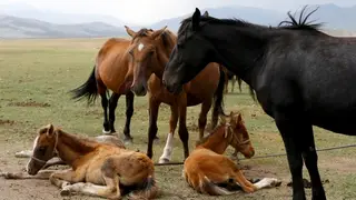 400 тыс рублей получил мужчина за продажу пяти чужих коней в Новоселовском районе