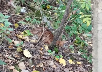 На улицах Лесосибирска заметили рысь с ошейником