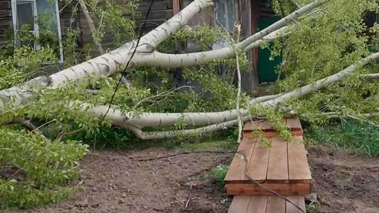 В Красноярске сильный ветер повредил 14 автомобилей и повалил 28 деревьев