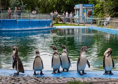 Пингвины зоопарка «Роев ручей» отмечают годовщину переезда в Красноярск