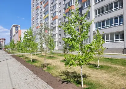 В Барнауле на строящейся улице высадят более 400 деревьев и кустарников