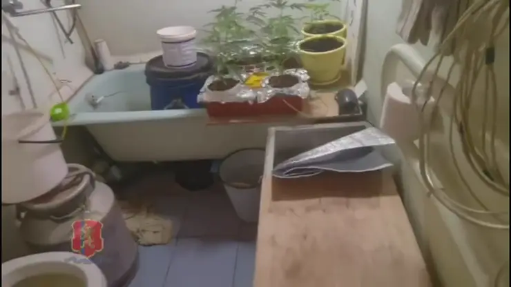 В Красноярском крае у мужчины в квартире нашли ферму по выращиванию конопли