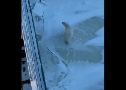 На севере Красноярского края белый медведь выпрашивал еду у команды атомного ледокола