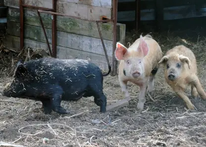 Жители Нижнеингашского района пожаловались на свиней, которые гуляют сами по себе