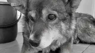 В Красноярске живодёры до смерти изнасиловали собаку