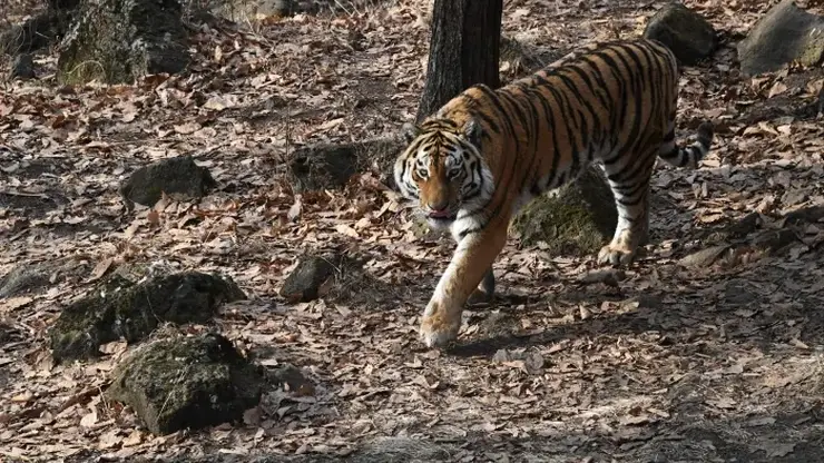В Приморье поймали «конфликтного» тигра