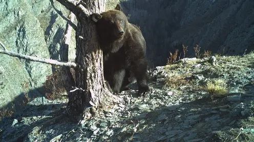 В Саяно-Шушенском заповеднике засняли медвежьи «танцы»