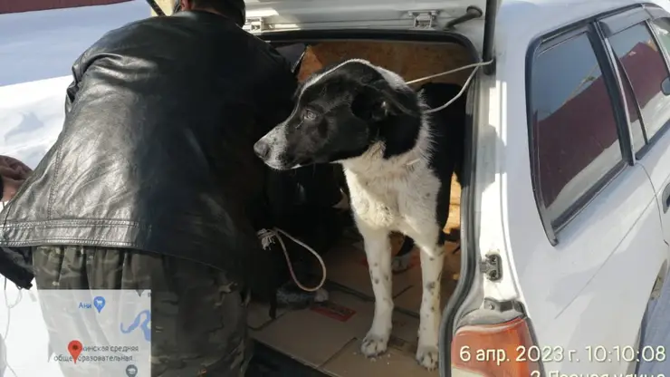 В Якутске за неделю отловили более 70 бездомных собак