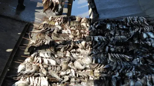 Красноярского изготовителя рыбной продукции оштрафовали за антисанитарию