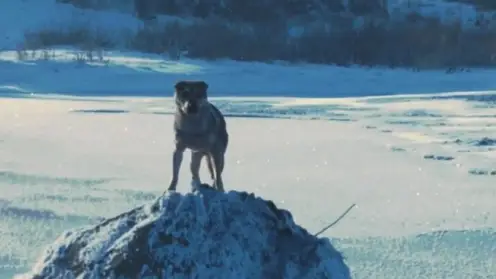 В Минусинске спасатели эвакуировали со льдины на Енисее собаку