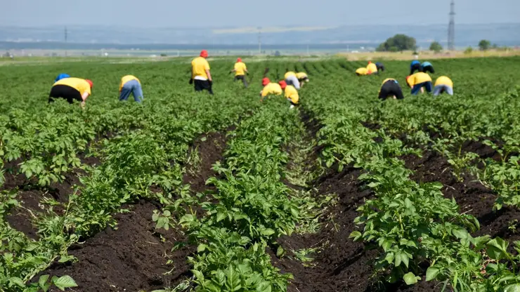 Бойцы трудового отряда главы города Красноярска пропололи 70 соток картофеля 