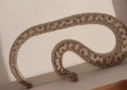 В Красноярске женщина в своей квартире обнаружила змею