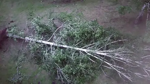 В Сосновоборске сильный ветер вырывал деревья с корнями