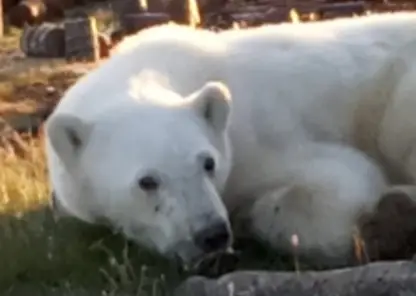 В Красноярском крае белый медведь застрял в консервной банке и вышел к людям за помощью