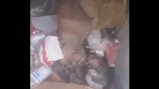 В Красноярске живодёры выбросили больную собаку в мусорный бак