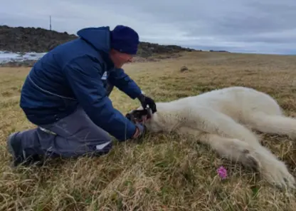 В Красноярским крае ветеринары вытащили банку сгущёнки из пасти белой медведицы