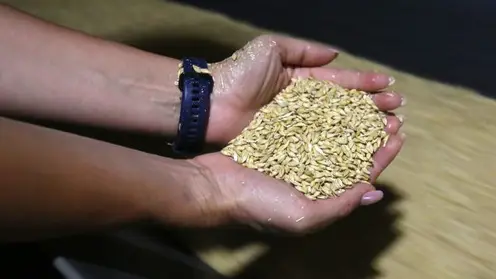 На экспорт из Красноярского края за год отправлено более 194 тысяч тонн зерна и семян рапса
