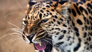 Ученые составили родословную для более сотни леопардов, обитающих в Приморье