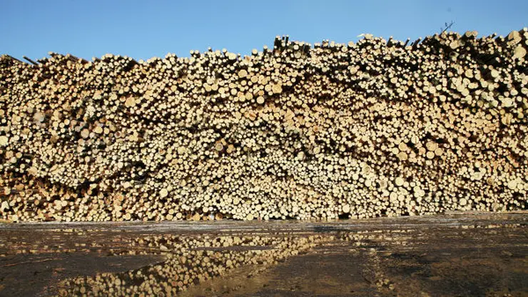  В Красноярском крае объём незаконно заготовленной древесины снизился на 39%