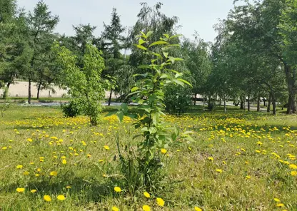 В Красноярске в этом году проверят состояние 7,5 тысяч деревьев и кустарников