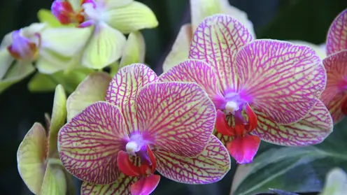 В Красноярск завезли больше 29 тысяч орхидей из Таиланда к 8 марта