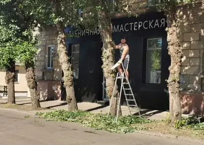 В Красноярске мужчина незаконно спилил ветки