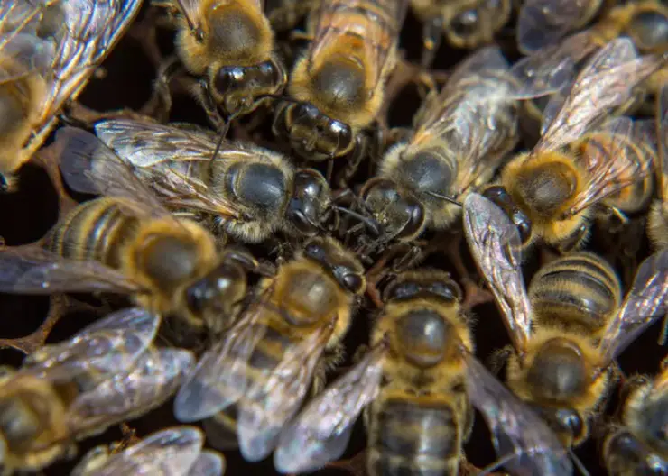 В Омской области гибнут миллионы пчелы
