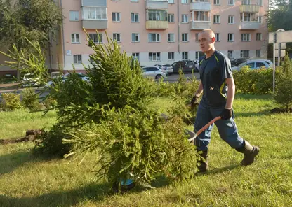 Более 5 тысяч деревьев высадили на улицах Ленинского района
