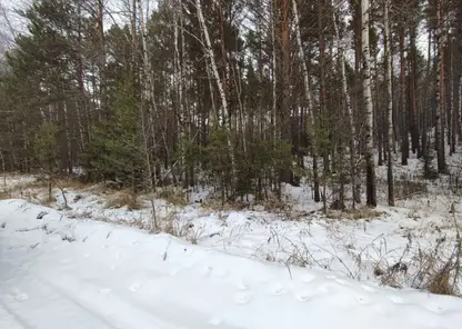 53-летний житель Назарово зарезал собутыльника и выбросил тело в лес