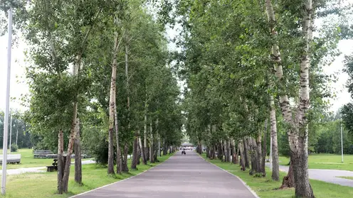 В Красноярске на острове Татышев появится пешеходная аллея