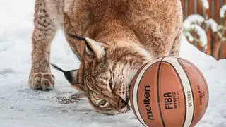 В Красноярском зоопарке «Роев ручей» рысям подарили баскетбольные мячи