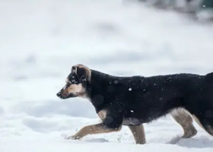 Жители томского микрорайона попросили власти защитить их от собак