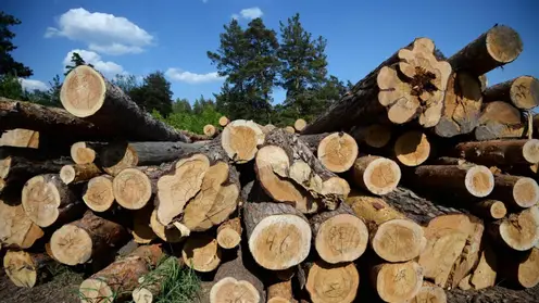 В Пировском районе вырубили лес на 920 тыс. рублей