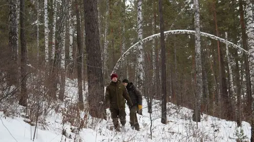 В лесах Красноярска проходят рейды из-за новогодних лесорубов