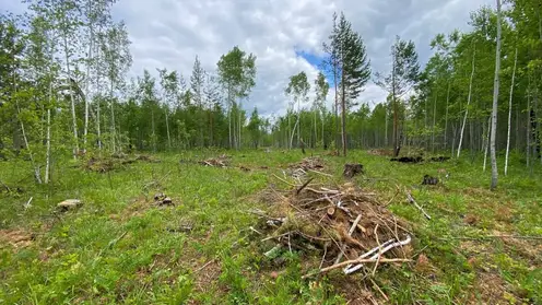Предприниматель вырубил деревья на 477 тысяч рублей в Абанском районе Красноярского края