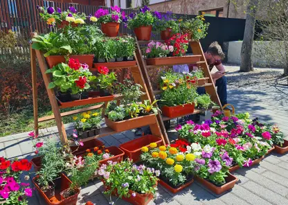 В Красноярске 28 апреля откроется сезон уличной продажи цветов