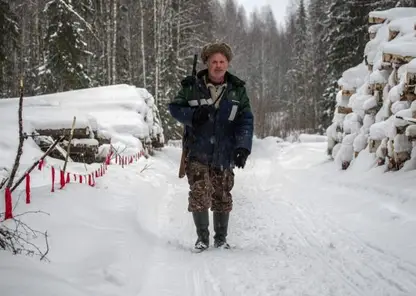 В Красноярском крае браконьеры незаконно добыли две косули