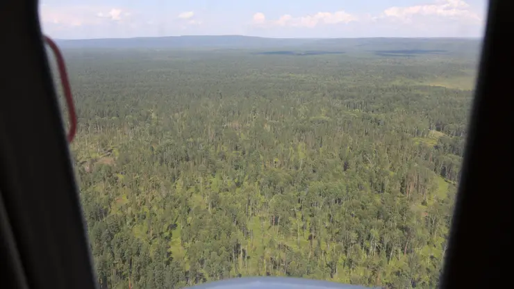 В Красноярском крае на восстановление, охрану и защиту лесов направят более 6 млрд рублей