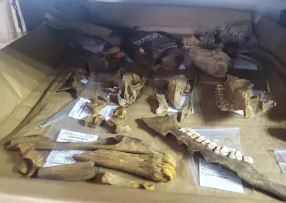 На стройплощадке новой поликлиники на Пашенном найдены древнейшие орудия труда и останки животных
