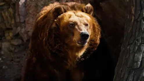 На взорвавших медведя вахтовиков из Якутии завели уголовное дело