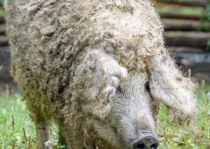 В Красноярском крае разводят кудрявых и пушистых свиней