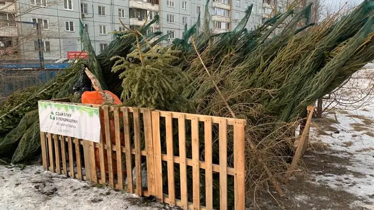 В Красноярске этой зимой не будет специальных пунктов для сбора использованных елок