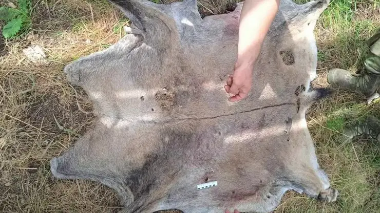На Алтае браконьеров осудили за незаконную охоту на козерога в нацпарке
