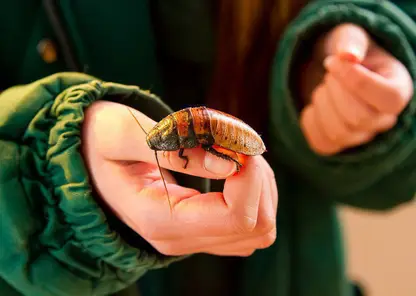 В Красноярском крае тараканы заполонили многоквартирный дом в Кодинске